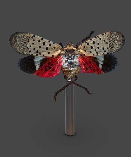 3D Reconstruction – Spotted Lantern Fly