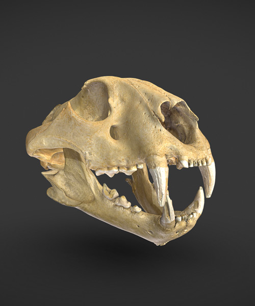 3D Reconstruction – Tiger Skull